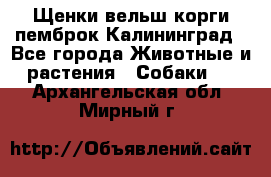 Щенки вельш корги пемброк Калининград - Все города Животные и растения » Собаки   . Архангельская обл.,Мирный г.